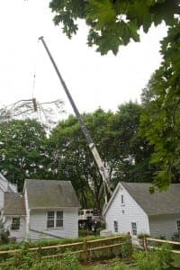 Residential Tree Removal in Fairfield, CT — image 2