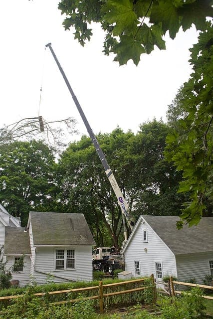 Residential Tree Removal in Fairfield, CT — image 1